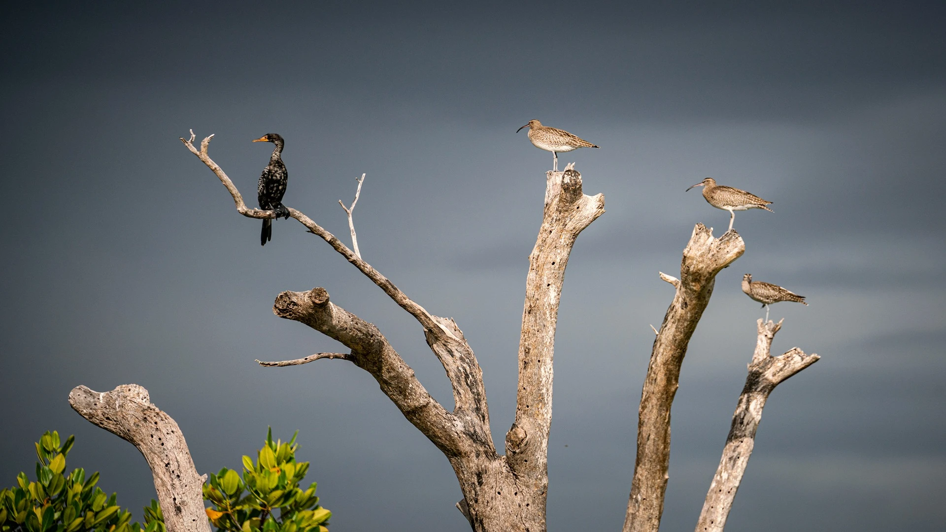 Castelo Beach Resort