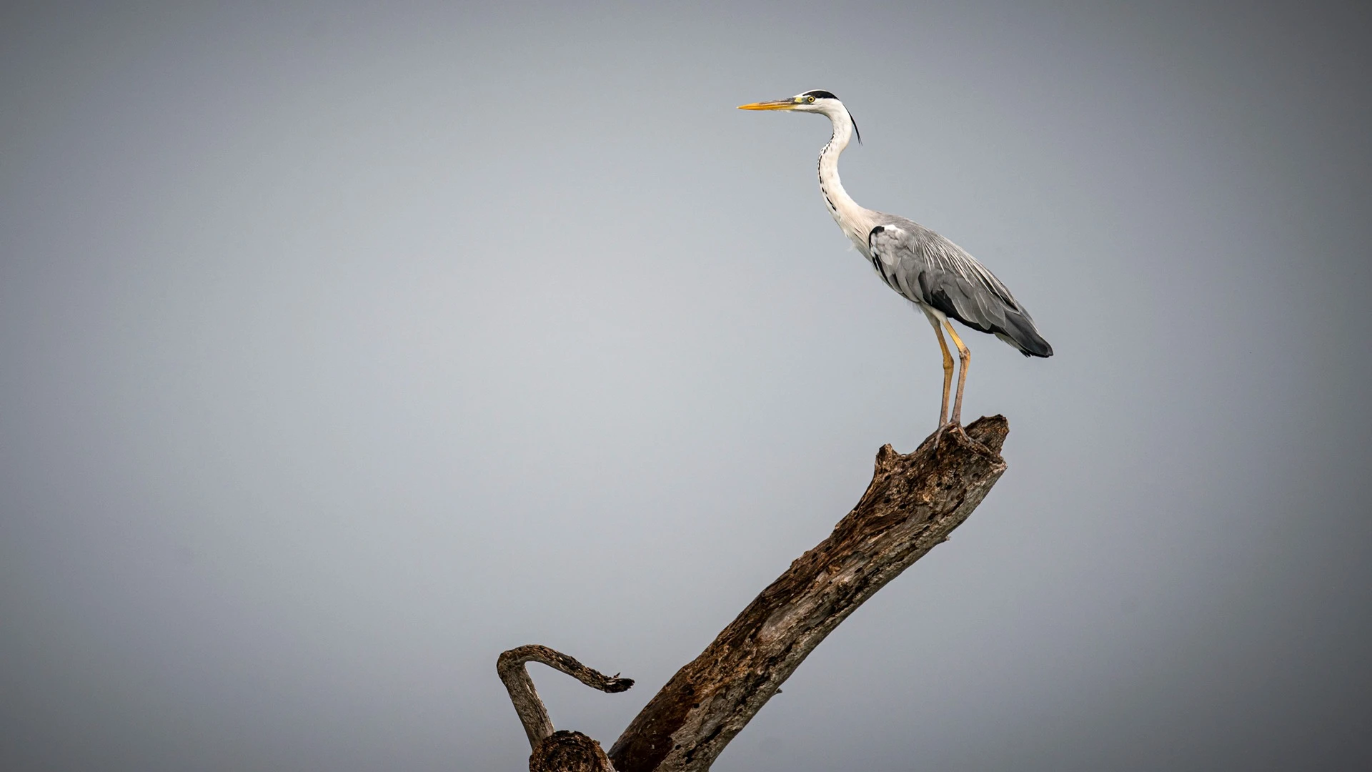Castelo Beach Resort