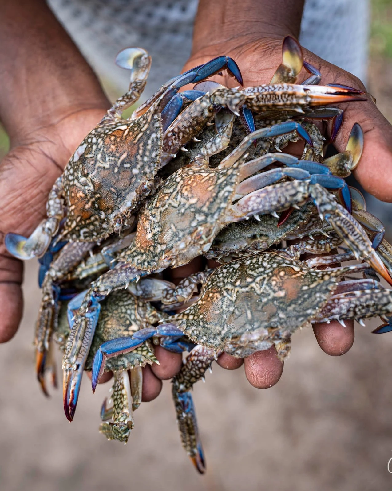 Castelo Beach Resort