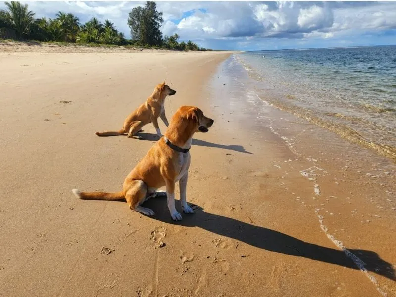 Honey and Suki